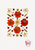 HERBIER Edition Papillon x Garance Dussin