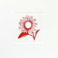 Le tournesol